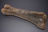 Fossil Hadrosaur Femur With Metal Stand - Montana #352273-8